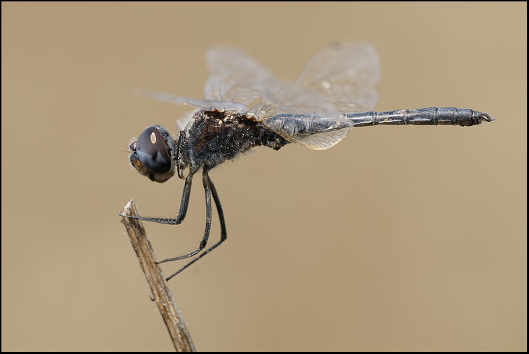 Selysiothemis nigra nel senese